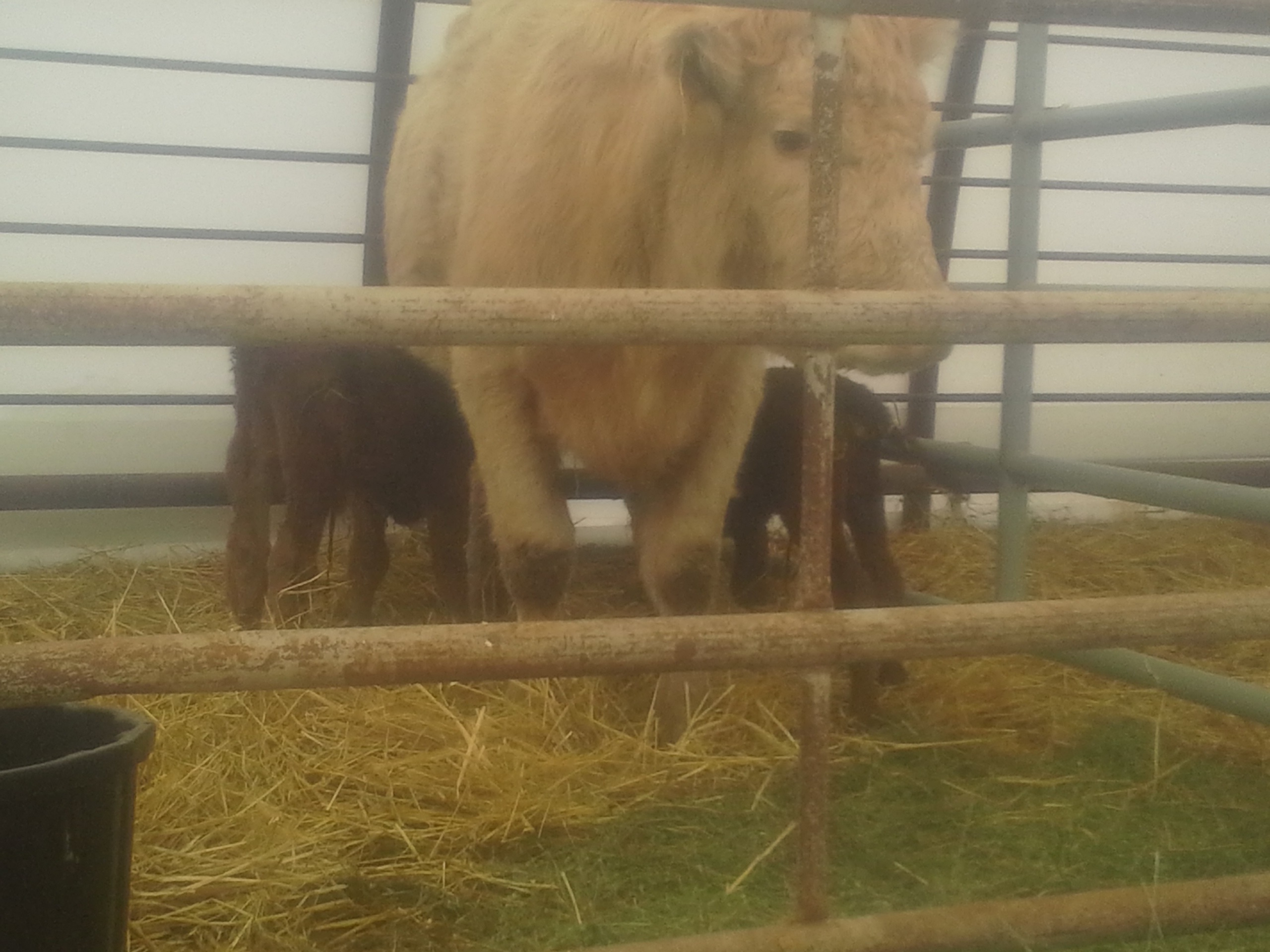 Beef Cattle Barn Cattle Shed Improved Animal Comfort